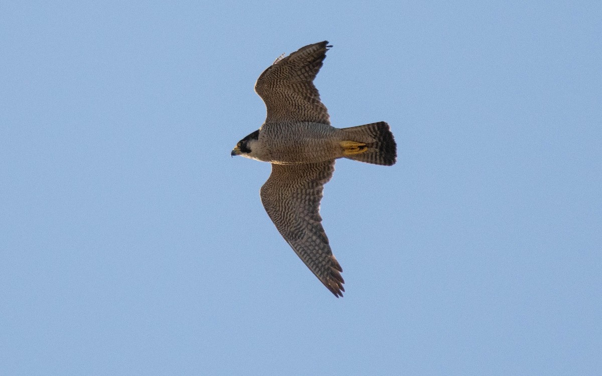 Halcón Peregrino (brookei) - ML620836081