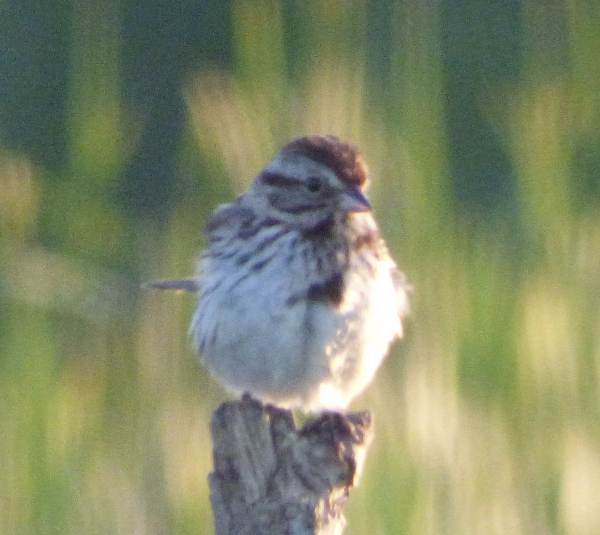 Swamp Sparrow - ML620836099