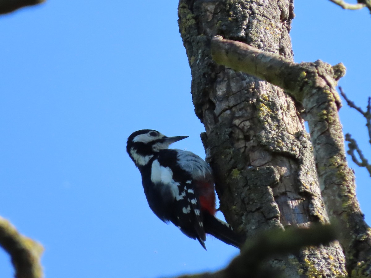Great Spotted Woodpecker - Mauro Zanoletti