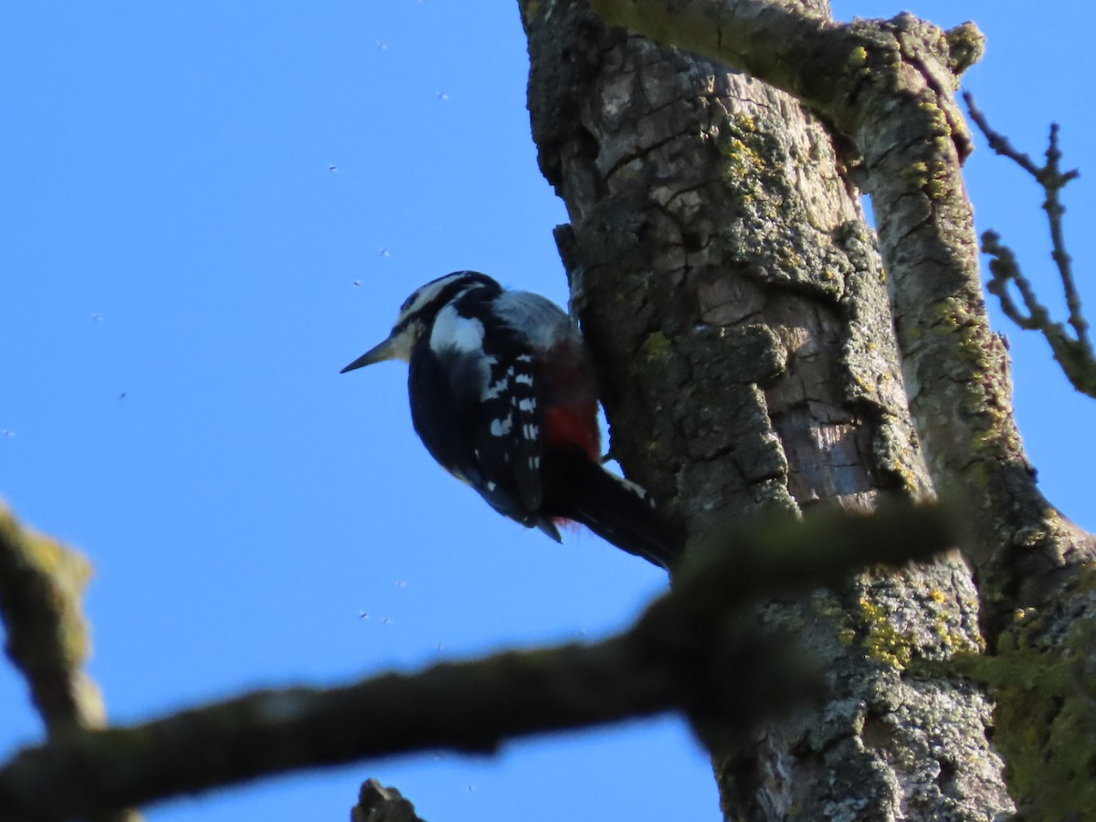 Great Spotted Woodpecker - ML620836108