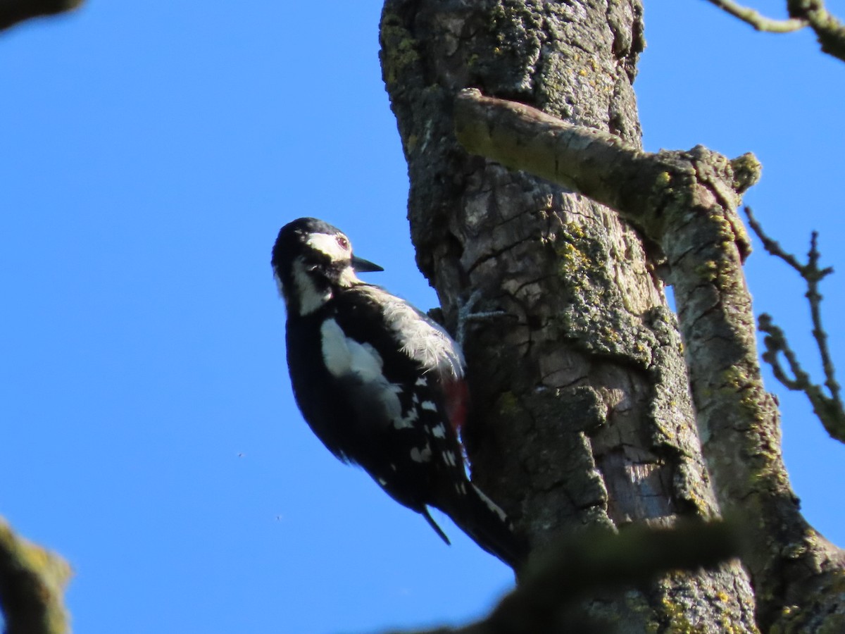 Great Spotted Woodpecker - ML620836109