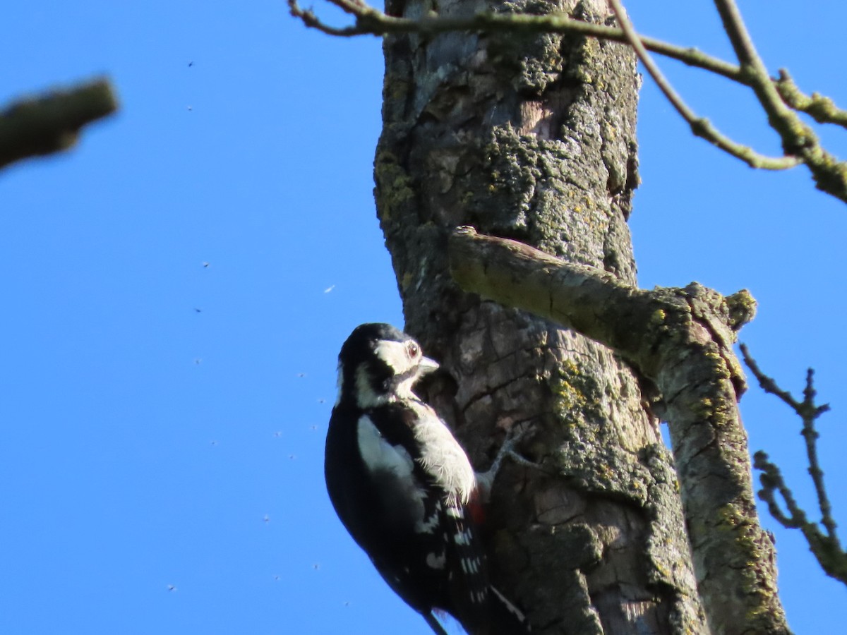 Great Spotted Woodpecker - Mauro Zanoletti