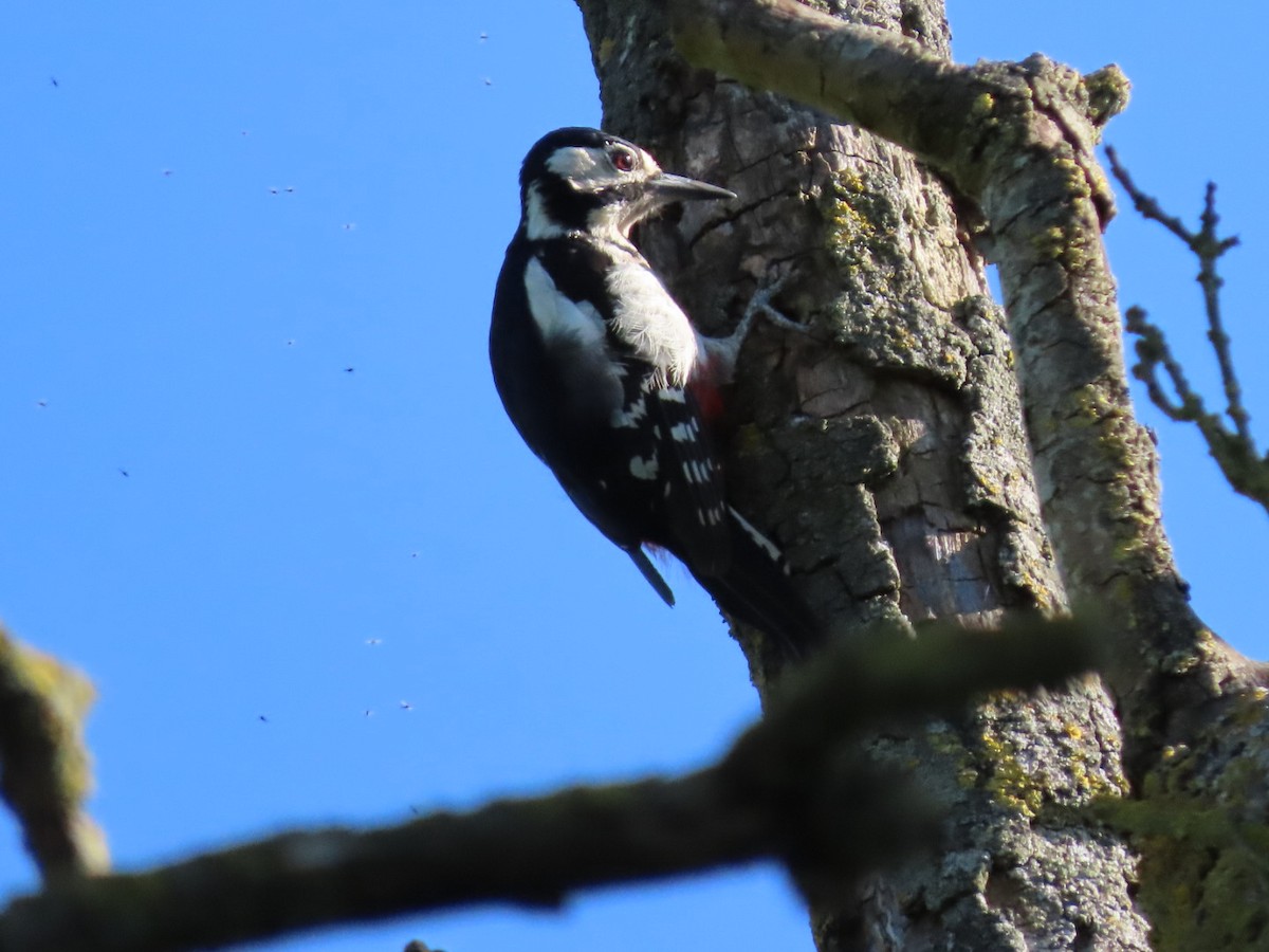 Great Spotted Woodpecker - ML620836111