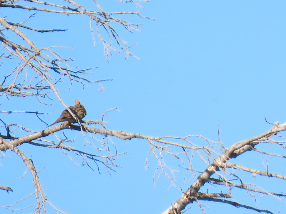 Mourning Dove - ML620836112