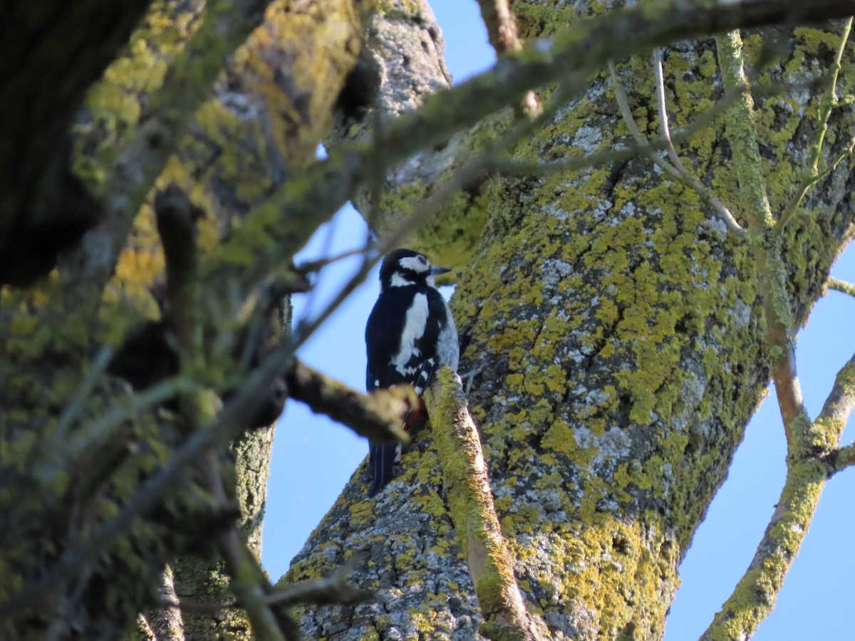 Great Spotted Woodpecker - ML620836122