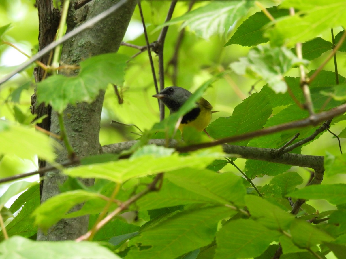 Mourning Warbler - ML620836124