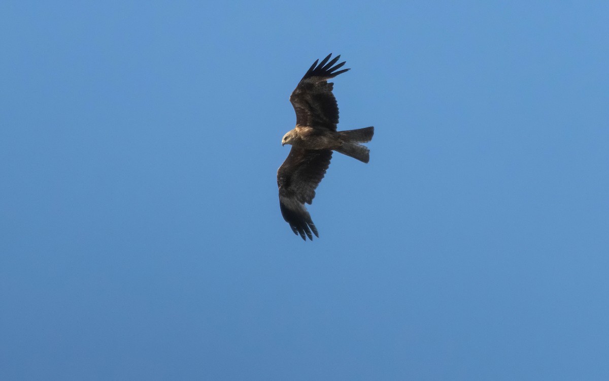 Black Kite - ML620836125