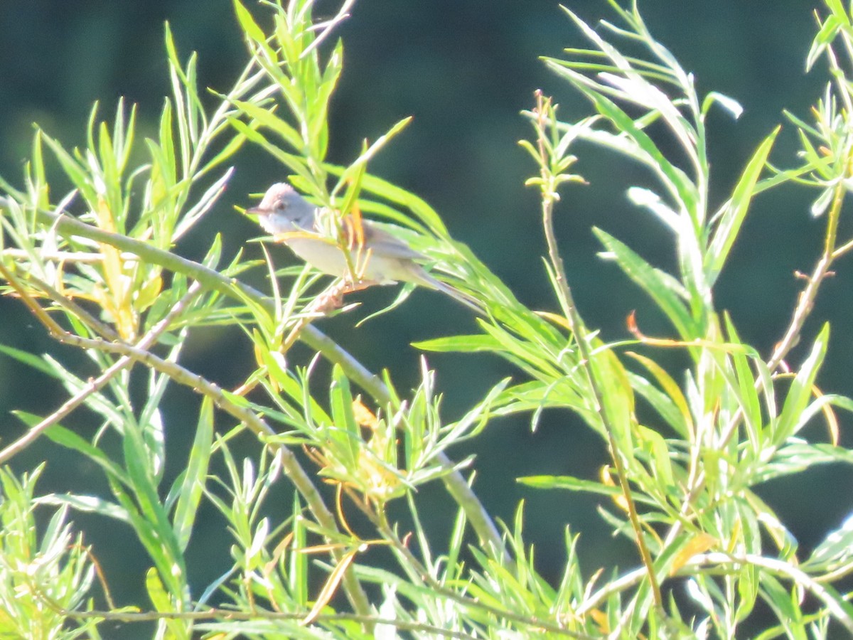 Greater Whitethroat - ML620836140