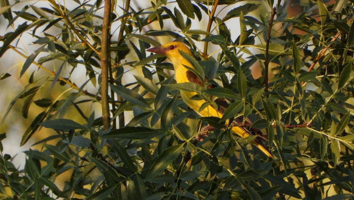 Eurasian Golden Oriole - ML620836153