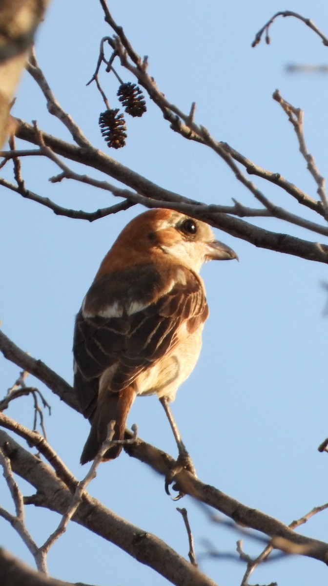 Woodchat Shrike - ML620836174