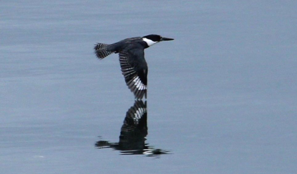 Belted Kingfisher - ML620836195