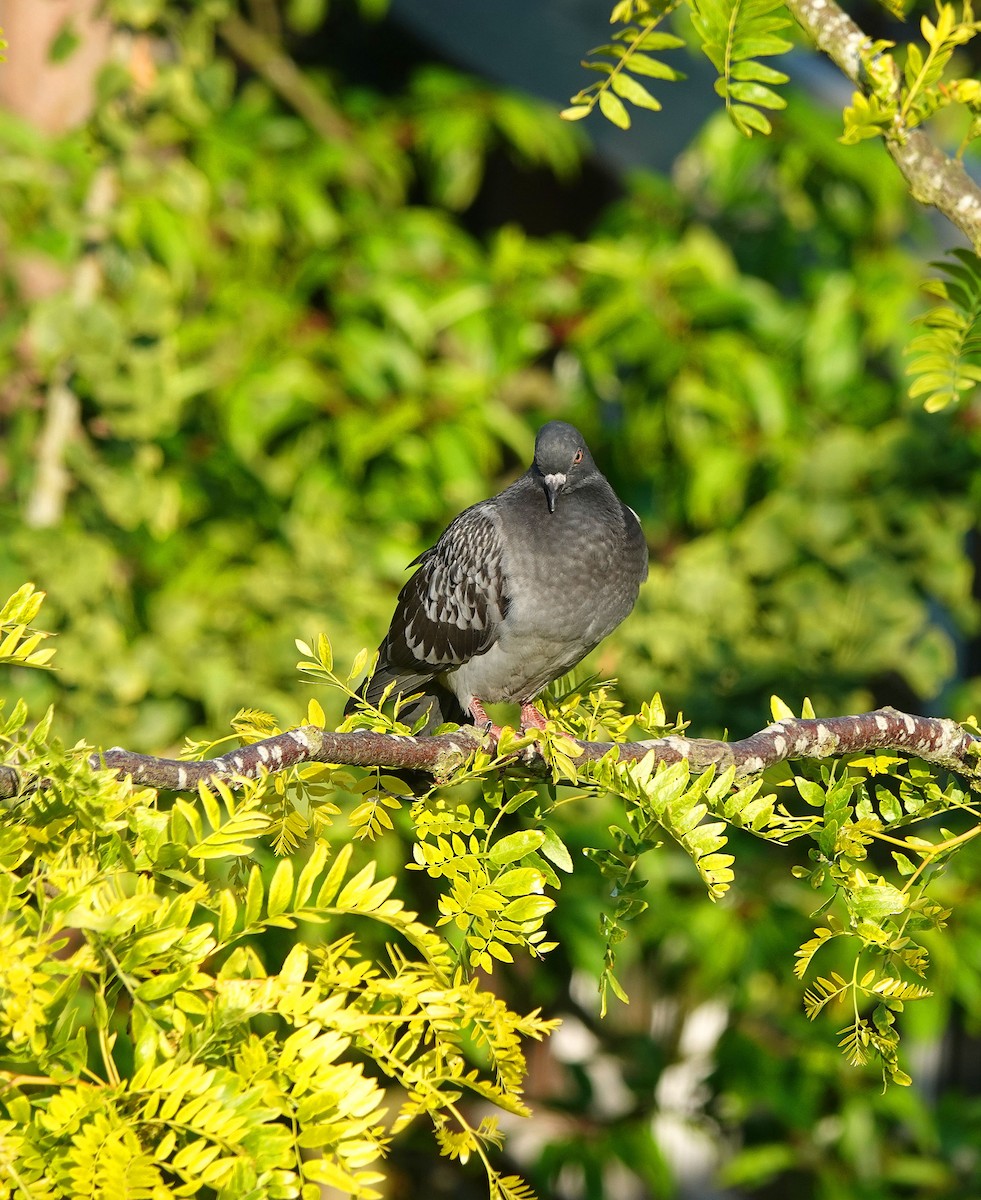 Rock Pigeon (Feral Pigeon) - ML620836197