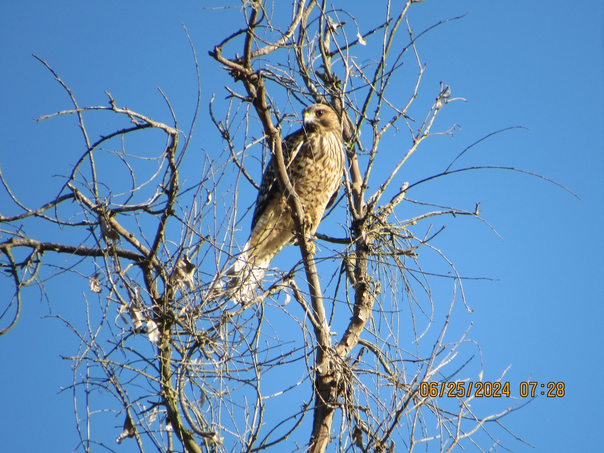 Red-shouldered Hawk - ML620836198