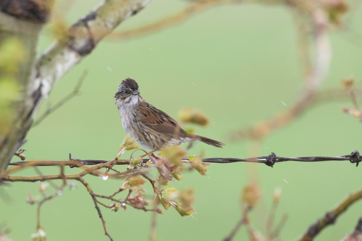 Swamp Sparrow - Cameron Hunter