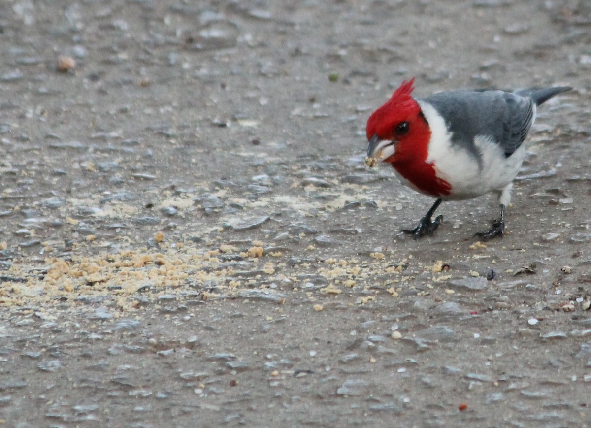 Red-crested Cardinal - ML620836209