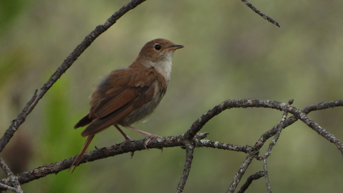 Common Nightingale - Ignacio Aparicio