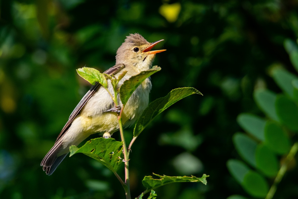 Icterine Warbler - ML620836217