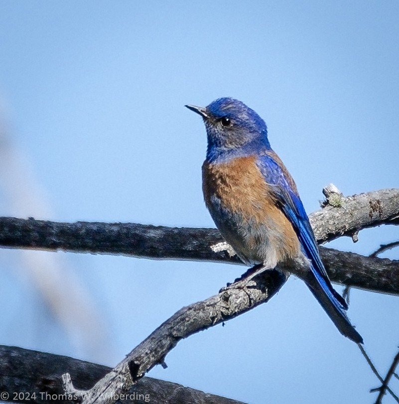 Western Bluebird - ML620836218