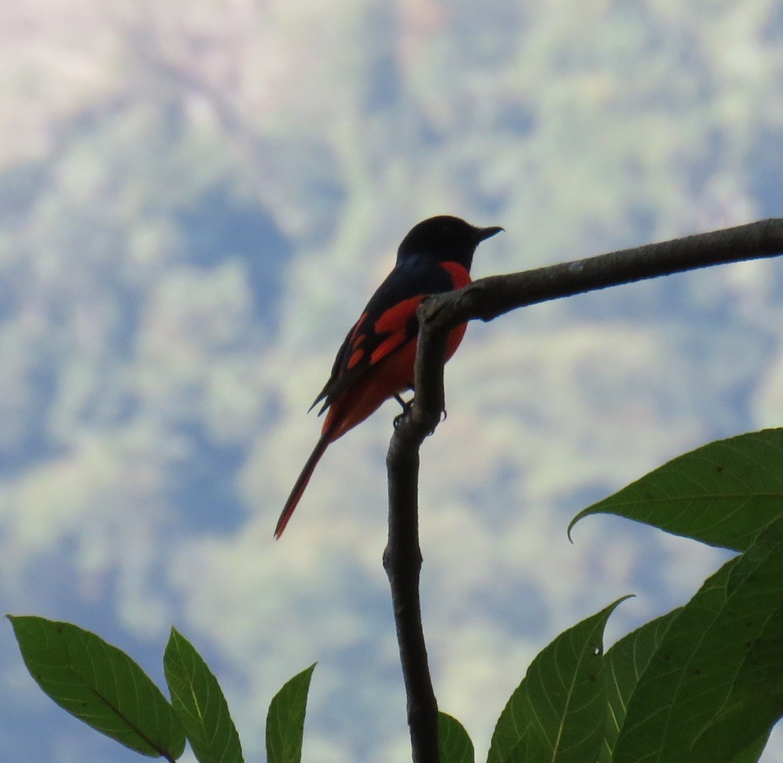 Long-tailed Minivet - ML620836220