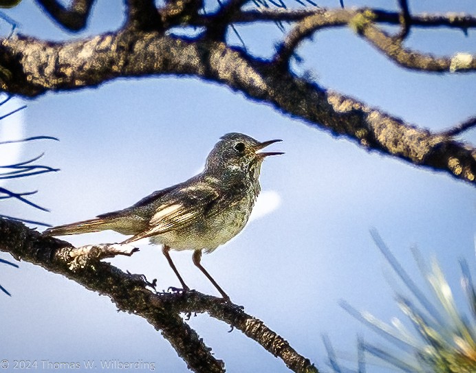 Hermit Thrush - ML620836224