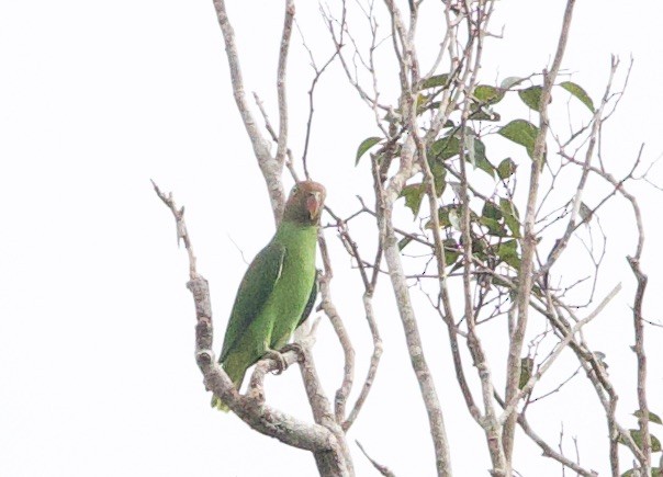 Red-cheeked Parrot - ML620836231