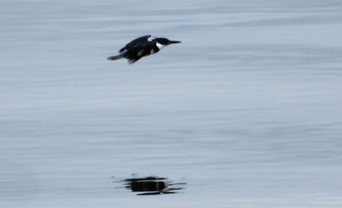 Belted Kingfisher - ML620836232