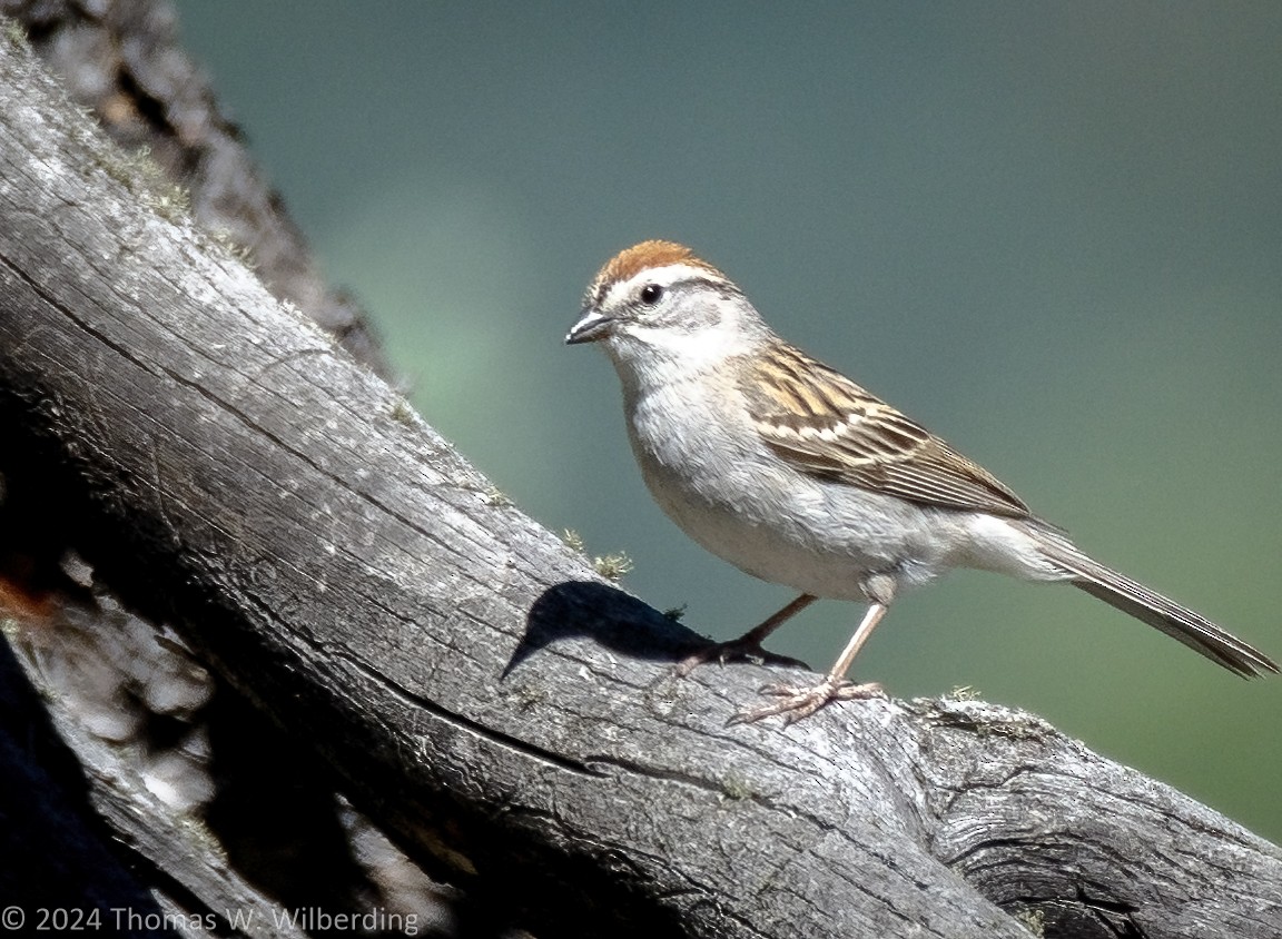 Chipping Sparrow - ML620836234