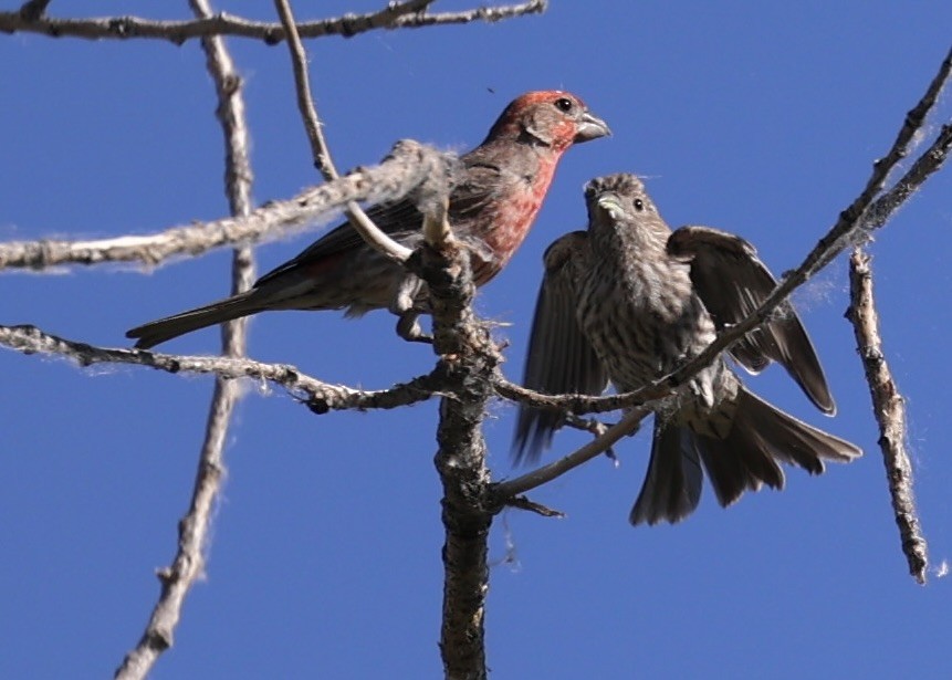 House Finch - ML620836237