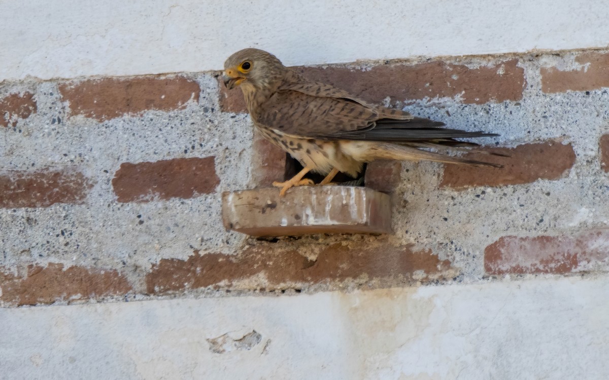 Lesser Kestrel - ML620836241