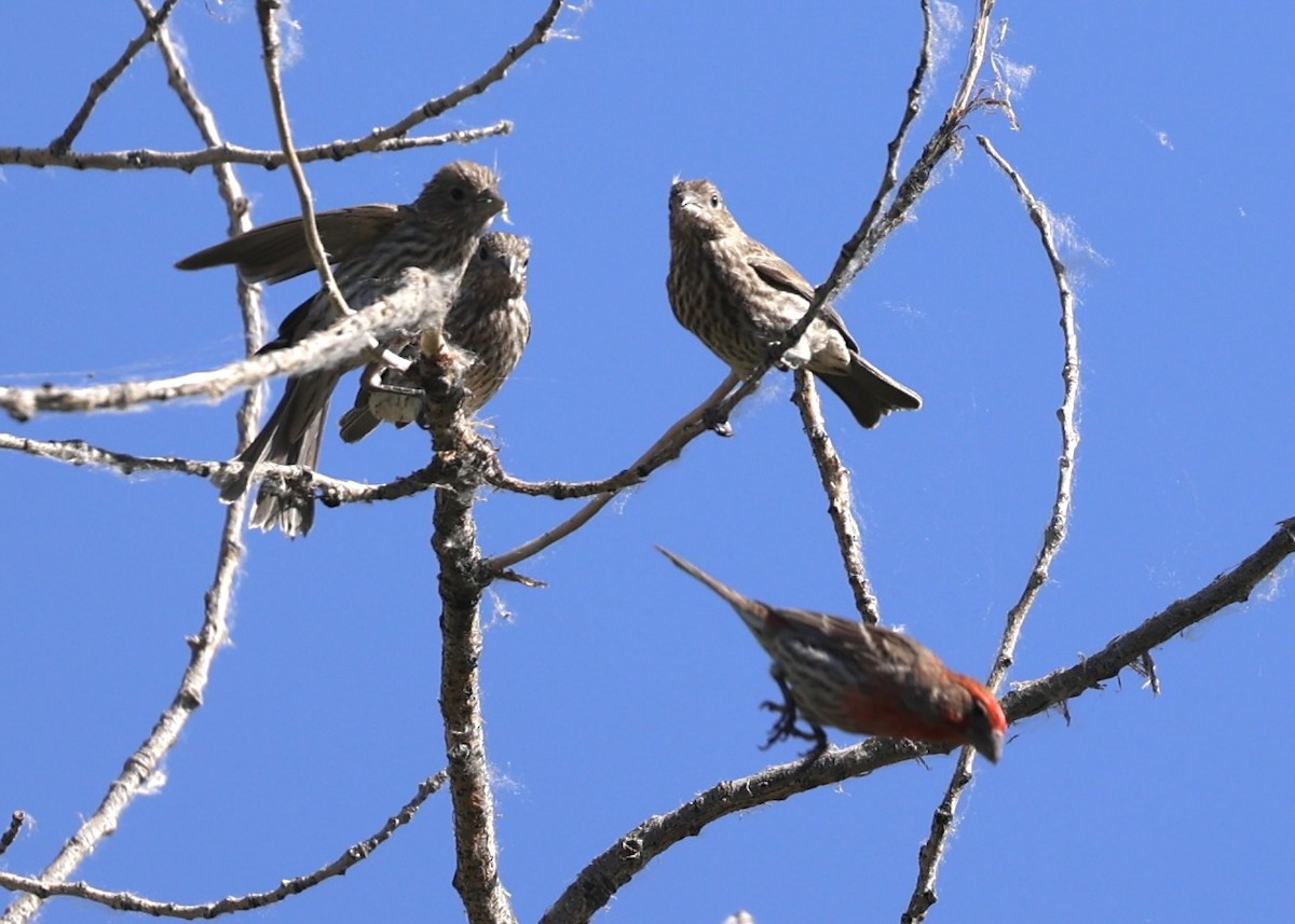 House Finch - ML620836243