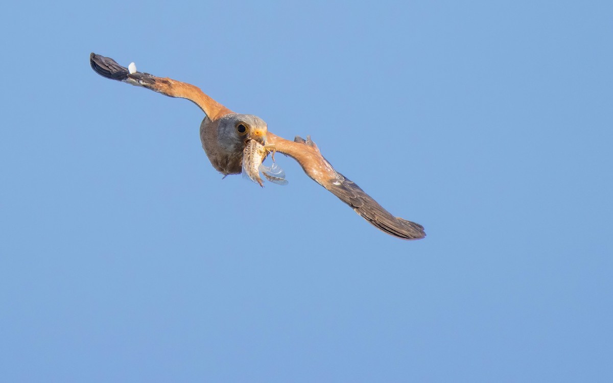 Lesser Kestrel - Andrés  Rojas Sánchez