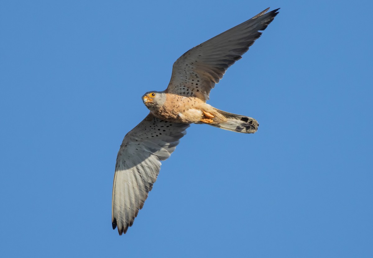 Lesser Kestrel - ML620836248