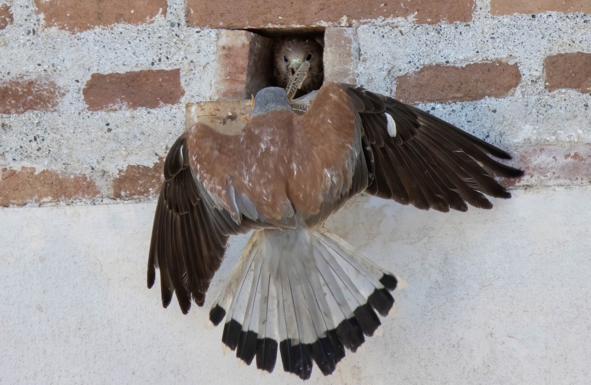 Lesser Kestrel - ML620836251