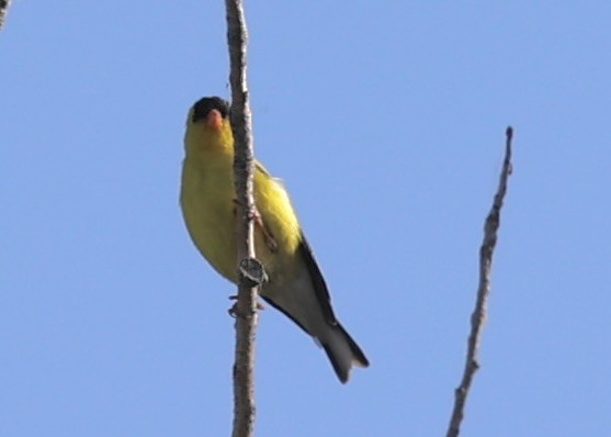 Lesser Goldfinch - ML620836263