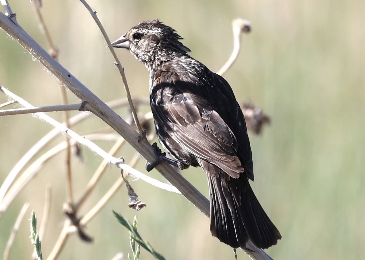 Red-winged Blackbird - ML620836272