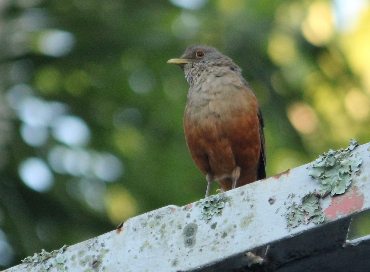 Rufous-bellied Thrush - Miguel  Magro