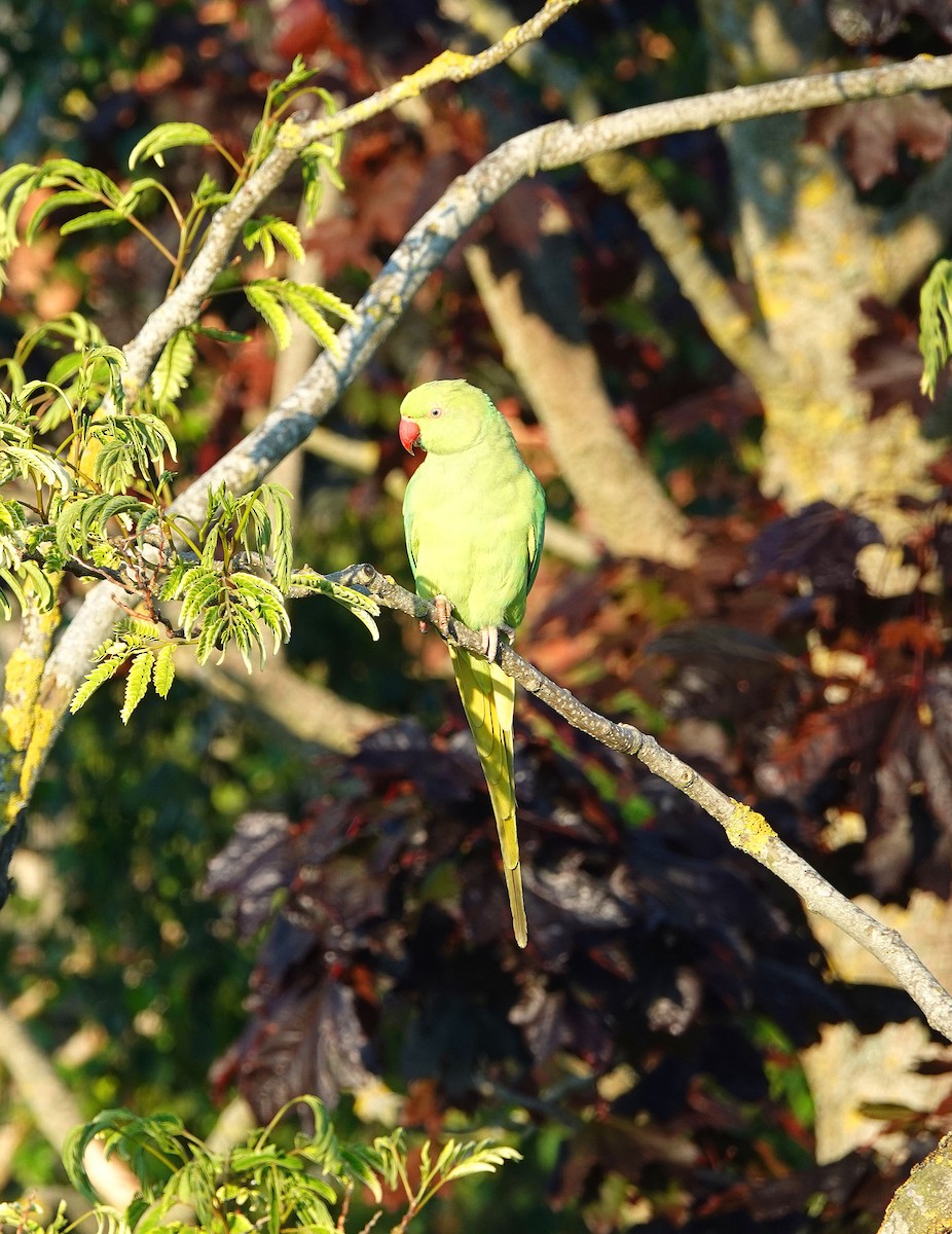 Rose-ringed Parakeet - ML620836278