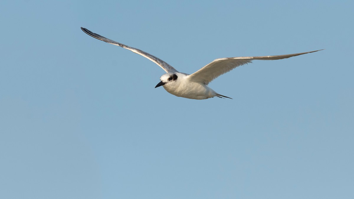 Forster's Tern - ML620836281