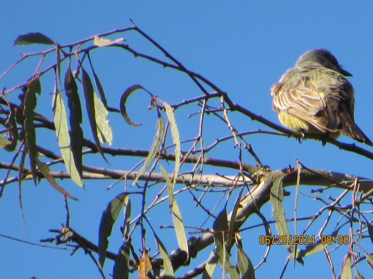 Cassin's Kingbird - crdf bird