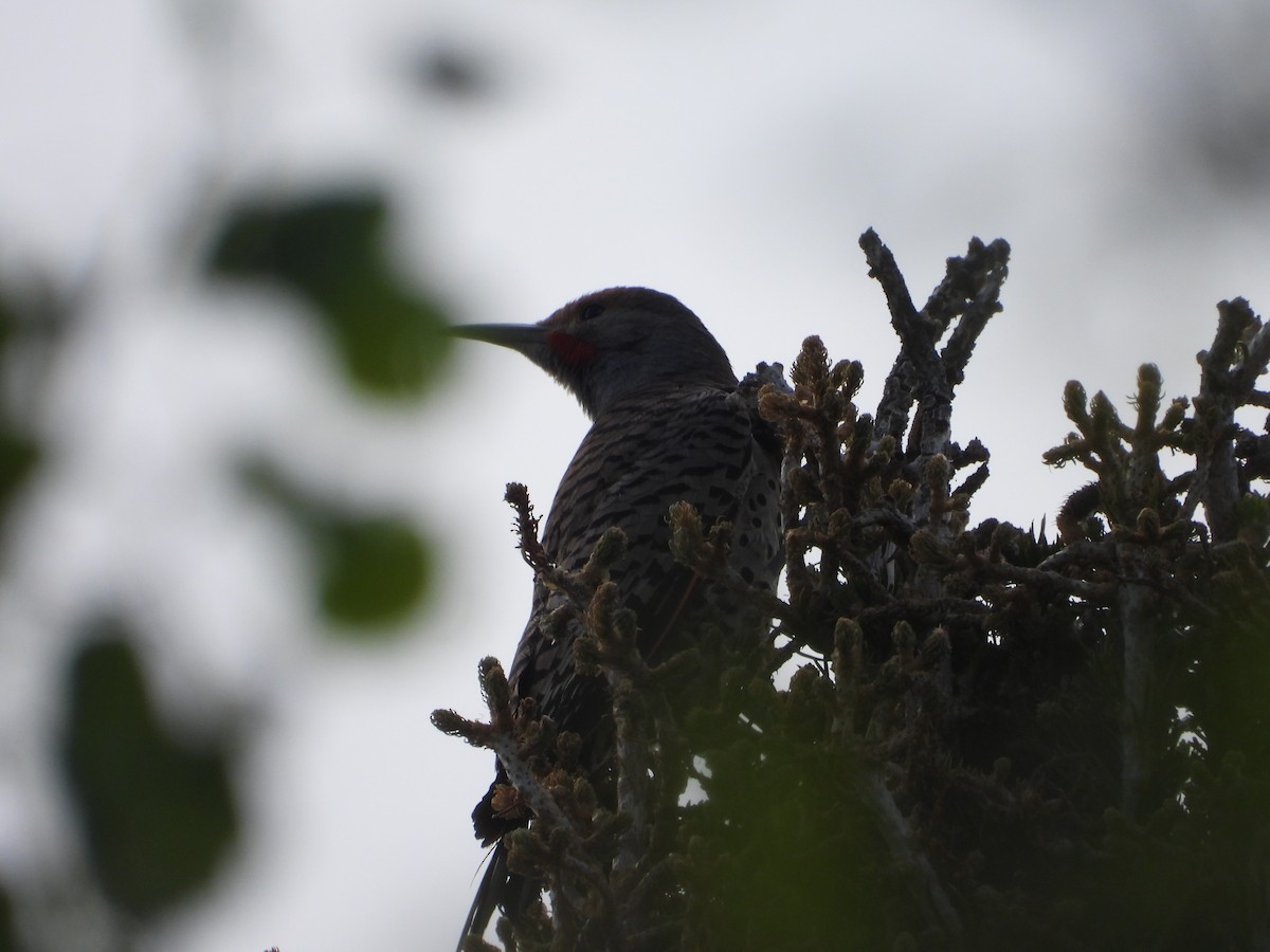 Northern Flicker (Red-shafted) - ML620836294