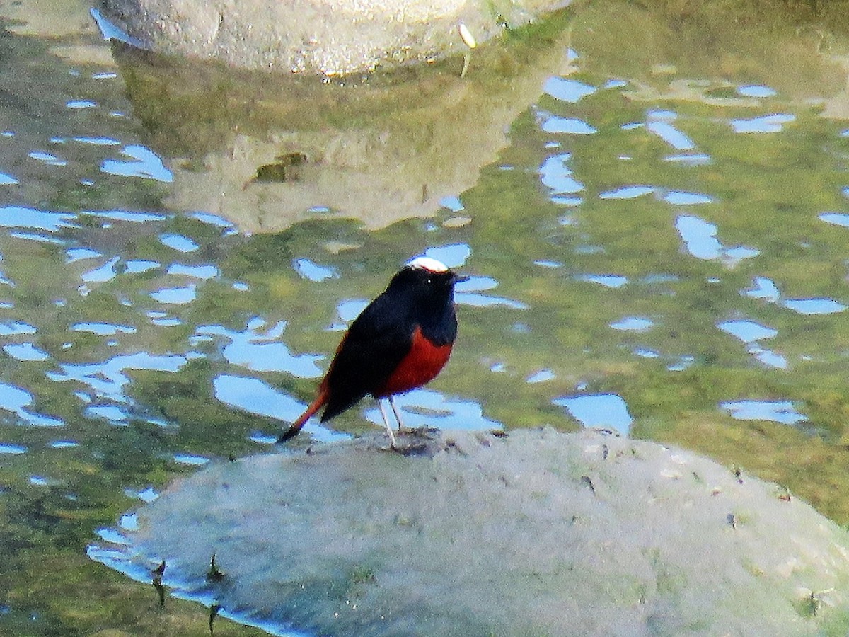 White-capped Redstart - Greg Wark