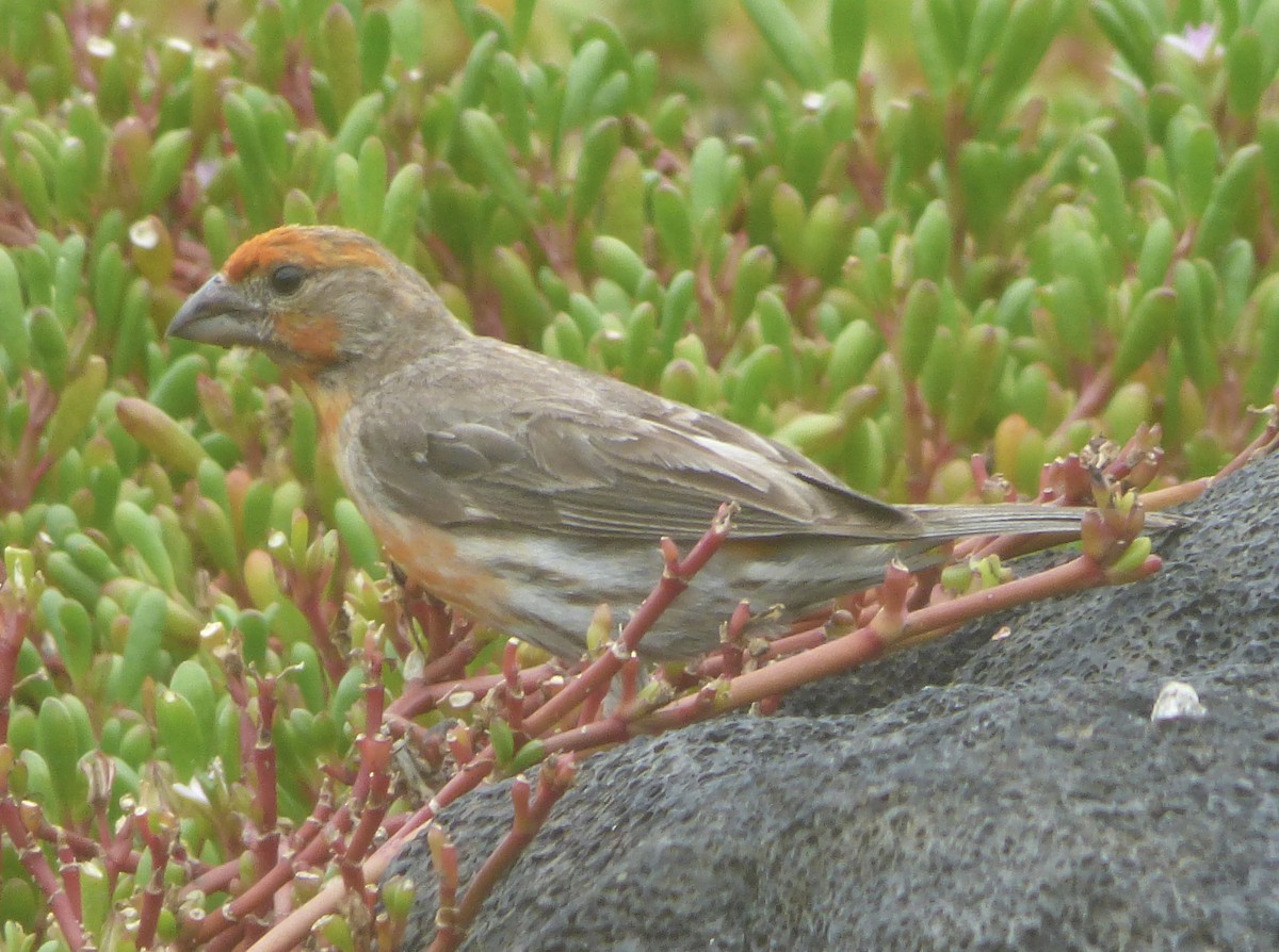 House Finch - ML620836302