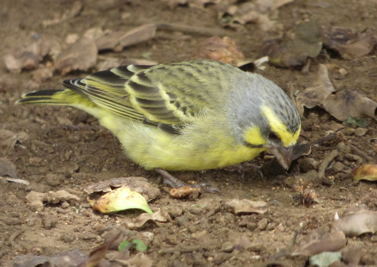Yellow-fronted Canary - ML620836309