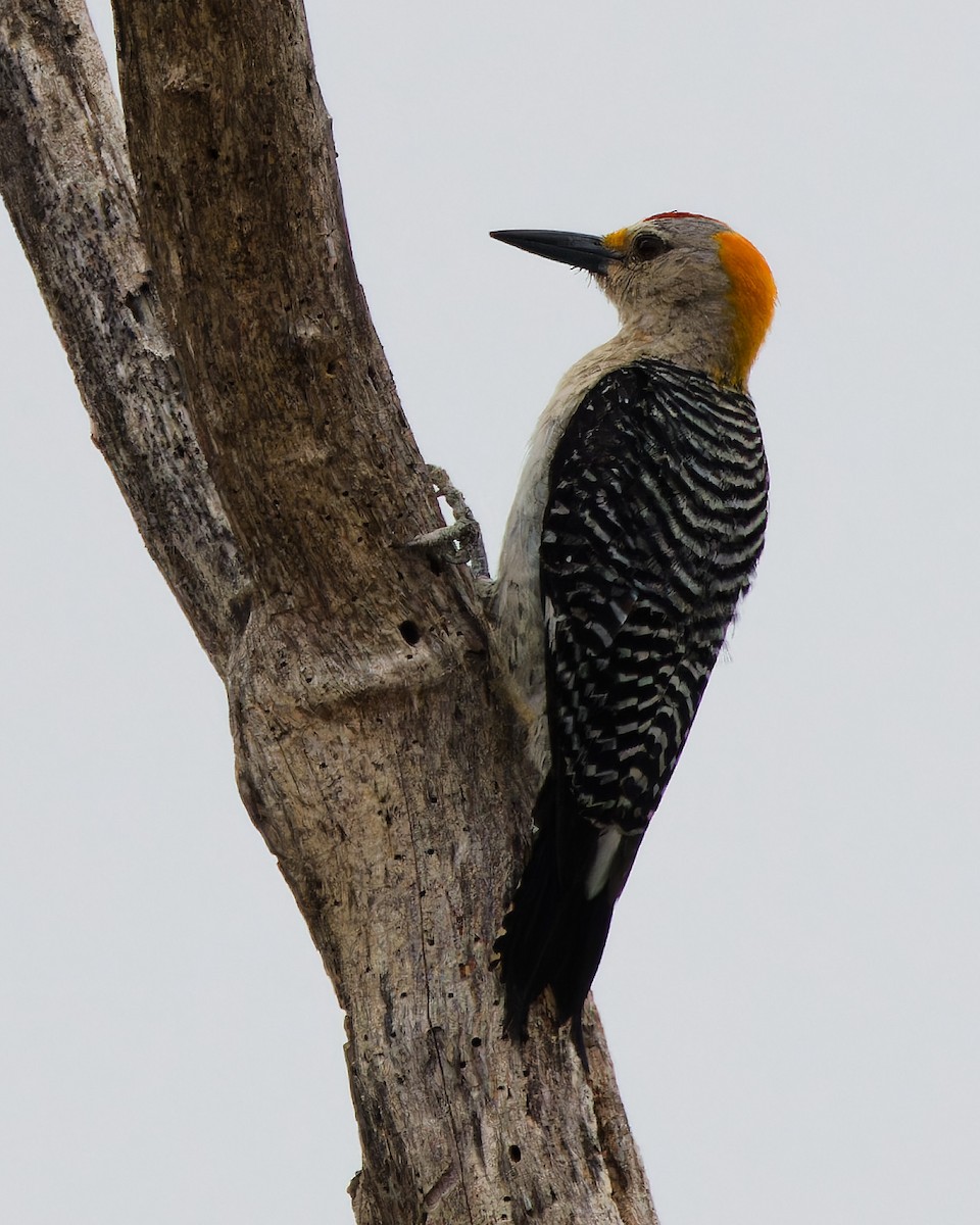 Golden-fronted Woodpecker - ML620836312