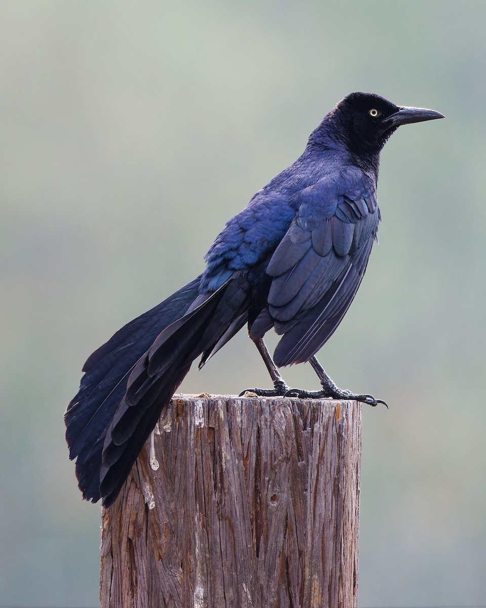 Great-tailed Grackle - ML620836314