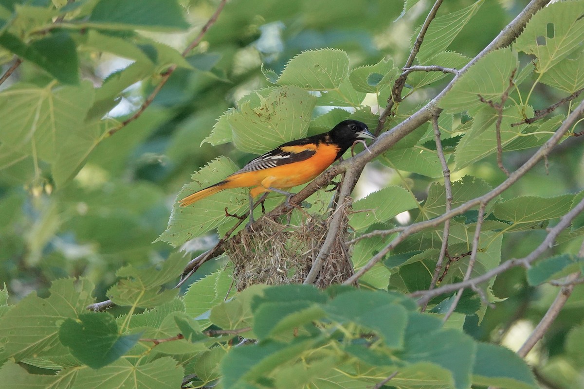 Baltimore Oriole - ML620836325