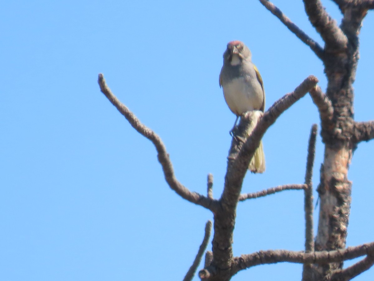 Green-tailed Towhee - ML620836328