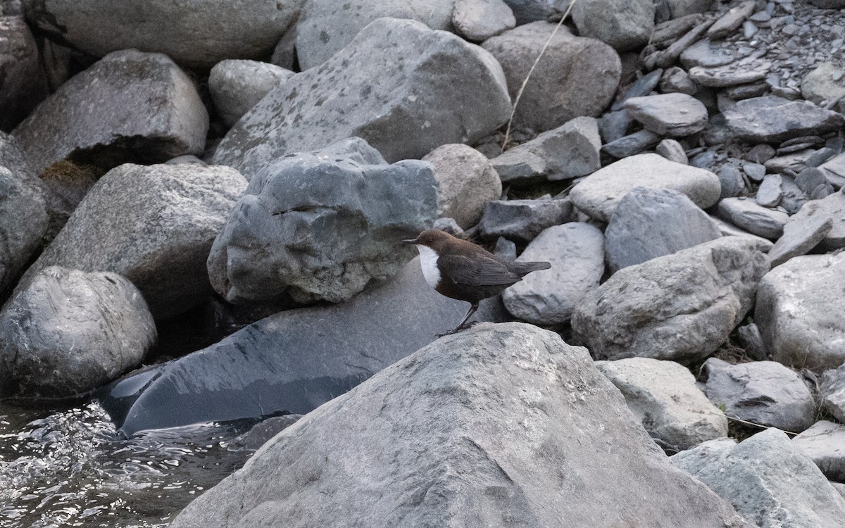 White-throated Dipper - ML620836334