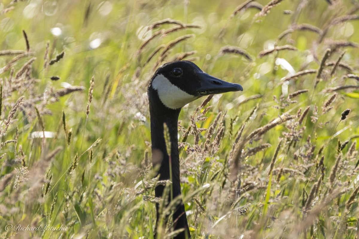 Canada Goose - ML620836351