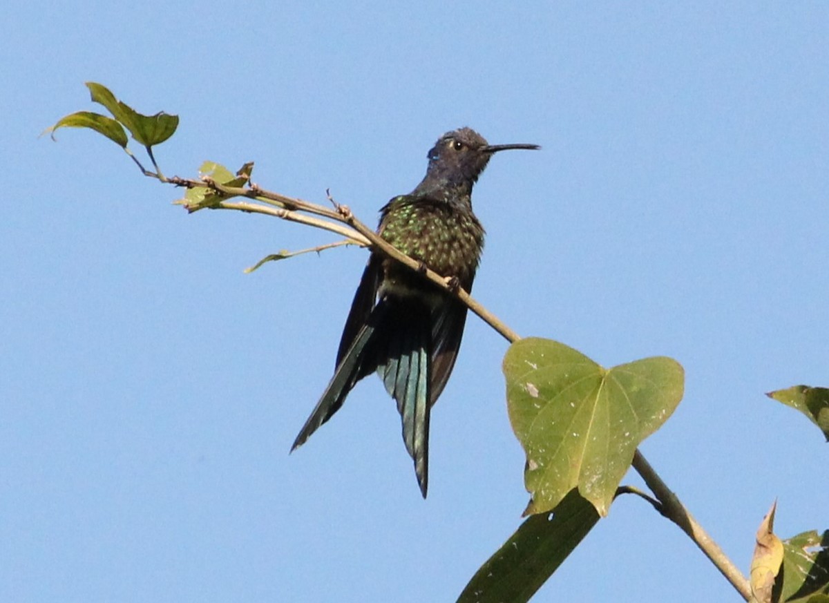 Swallow-tailed Hummingbird - ML620836361